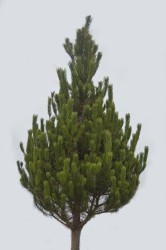 scots pine