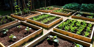 vegetable-garden