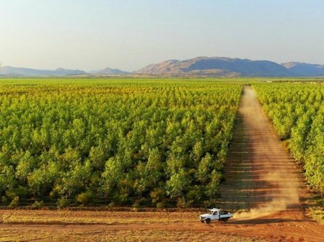 the-sandalwood-factory